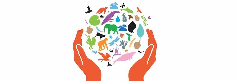 Levroux – Regards Croisés sur la Biodiversité : Exposition & Immersion Numérique