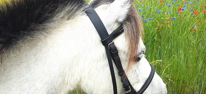 Poney Club des 5 Arpents