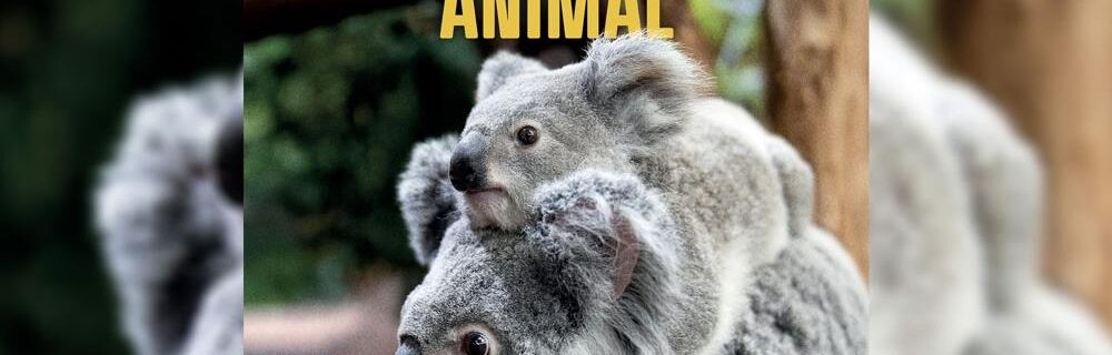Saint-Aignan – Zoo de Beauval / Des entrées à gagner